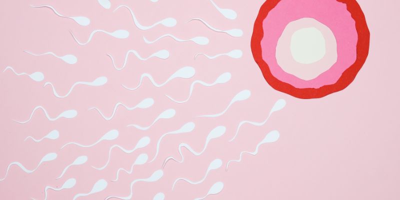 Cuánto tiempo viven los espermatozoides dentro del cuerpo de la mujer
